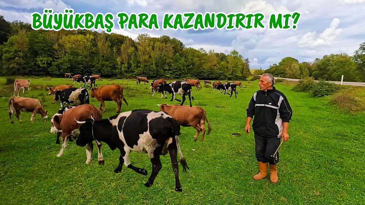 28 TANE BÜYÜKBAŞ HAYVAN YILDA NE KADAR PARA KAZANDIRIR?