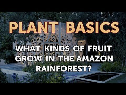 What Kinds of Fruit Grow in the Amazon Rainforest?