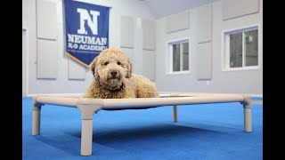 Penny (Aussiedoodle) Puppy Camp Dog Training Video Demonstration by Neuman K-9 Academy, Inc. 19 views 5 days ago 10 minutes, 25 seconds