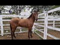 FEIRA DE CAVALOS DE BEZERROS PE SÁBADO 17/07/2021