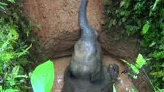 Baby Elephant Fell Into Well Rescued By Forest | Elephant Fell in Well | Odisha ,India