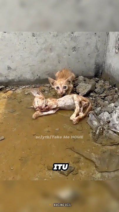 Dua kucing malang yang terlantar hidup di alam bebas 😭 #shorts #cat #kucing #respect #catlover