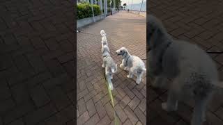 We are Bedlington Terrier #bedlingtonterrier #dog #bedlington #cute #puppy #petowner