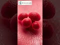 The Human Tongue and its Papillae | Anatomy👅 #science #anatomy  #shorts, #sciencefacts, #didyouknow