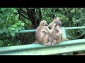 Krugerpark - excited baboons / sociaal opgewonden bavianen