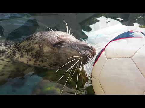 The Seal With Abilities Beyond Her Disabilities Still Having Fun