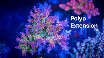 How I Achieved Better Polyp Extension