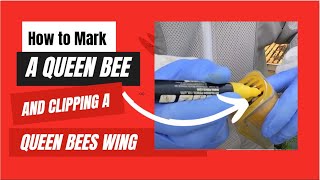 Queen Bee Marking and clipping a Queen Bees wing Resimi