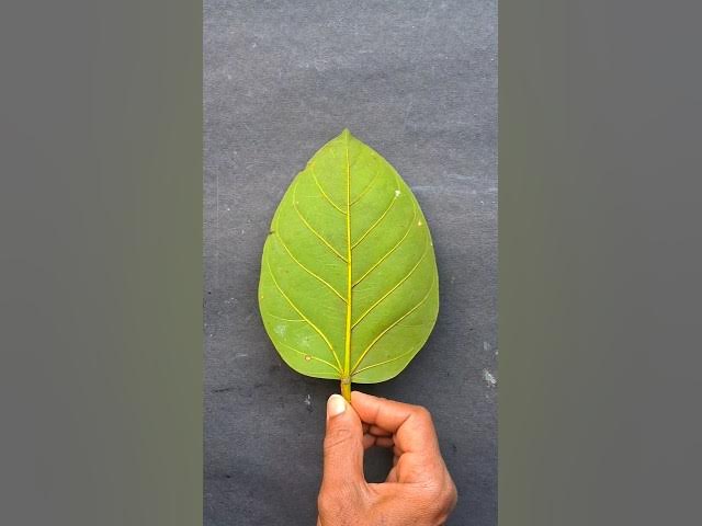 jagannath status video #shorts #jagannath #status #trending #viralshorts