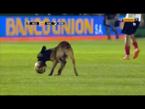 Video: Recorte de mascotas: el jugador profesional de béisbol salva a un perro callejero, Ringling Bros. para terminar con el uso de elefantes