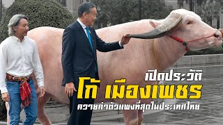 เปิดประวัติ "โก้ เมืองเพชร" ควายที่มีค่าตัวแพงที่สุดในประเทศไทย ปี 2567