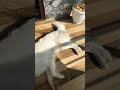 Meri puppy ko naaye jindhigi chayea #funny #puppy #shortvideo #dogcare #dog #puppy