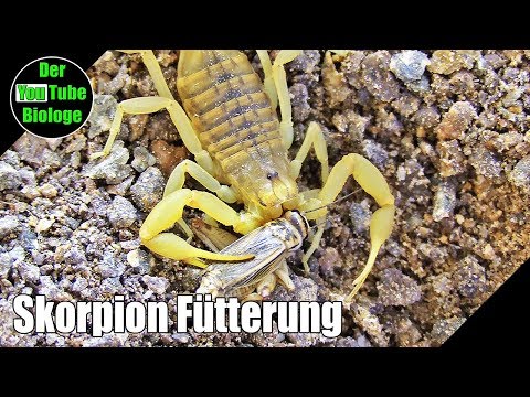 Video: Was fressen Skorpione?