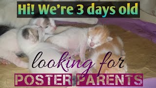 3 Days Old Kittens Looking For Poster Parents by Cat Covid Un 127 views 2 years ago 1 minute, 20 seconds