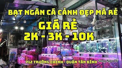 Cá Cảnh Giá Rẻ 2k- 3k- 5k Ở Quận Tân Bình - Quận 12 | Tiệm Cá Cảnh Sài Gòn Com.Vn | Song Ngư Tv
