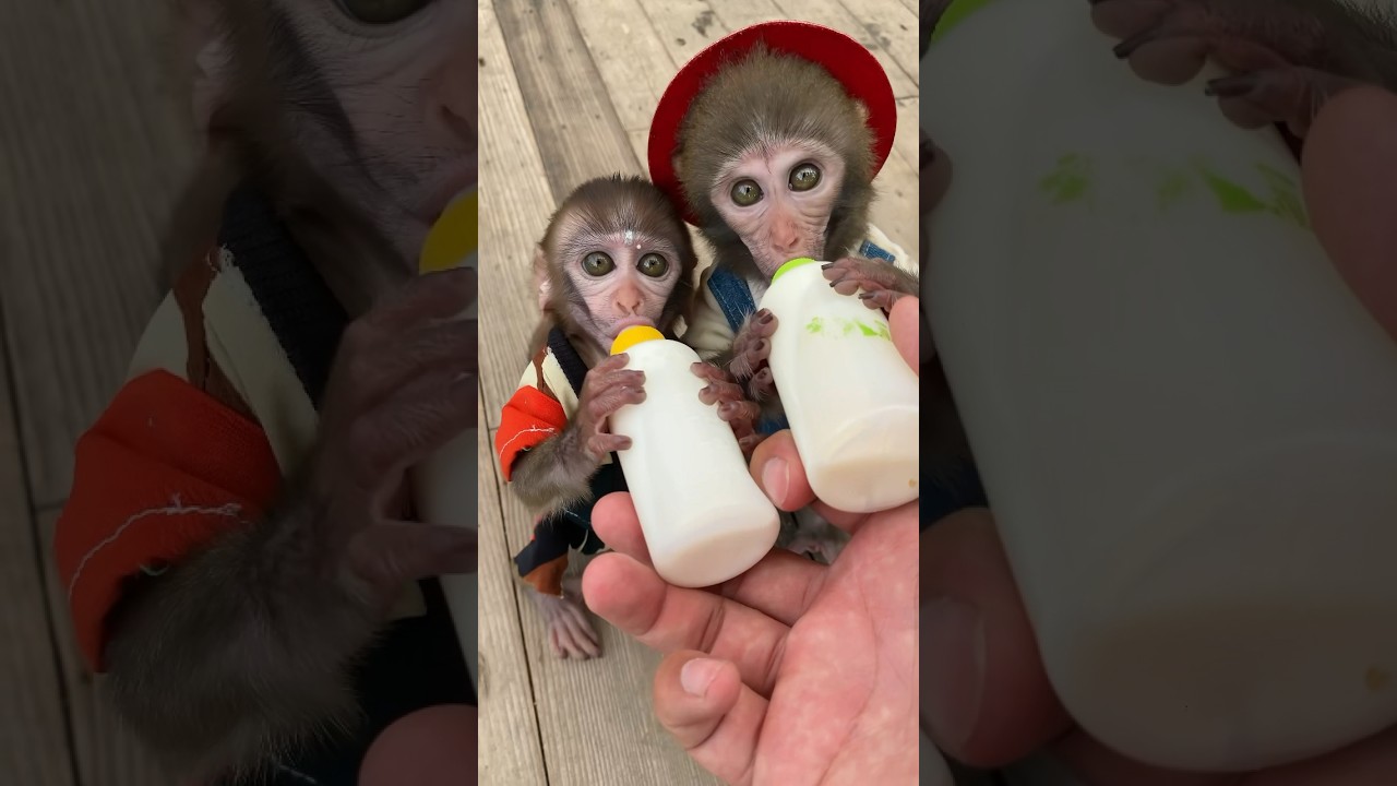 Обезьянки Пика и Пико сражаются за молоко — это очень смешно 🍼