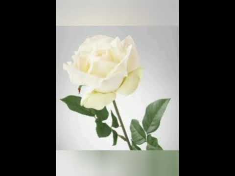 اجمل صور ورد الوان