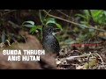 SUNDA THRUSH|ANIS HUTAN|PUNGLOR BATU