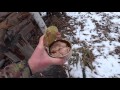 АБВГАТ-life и Сибирские кабаны с воздуха, березовый сок в апреле