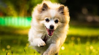 Pomeranian Vet Checkup Health Care Tips