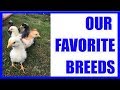 Chicken Breeds We&#39;ve Had, Have, and Want!