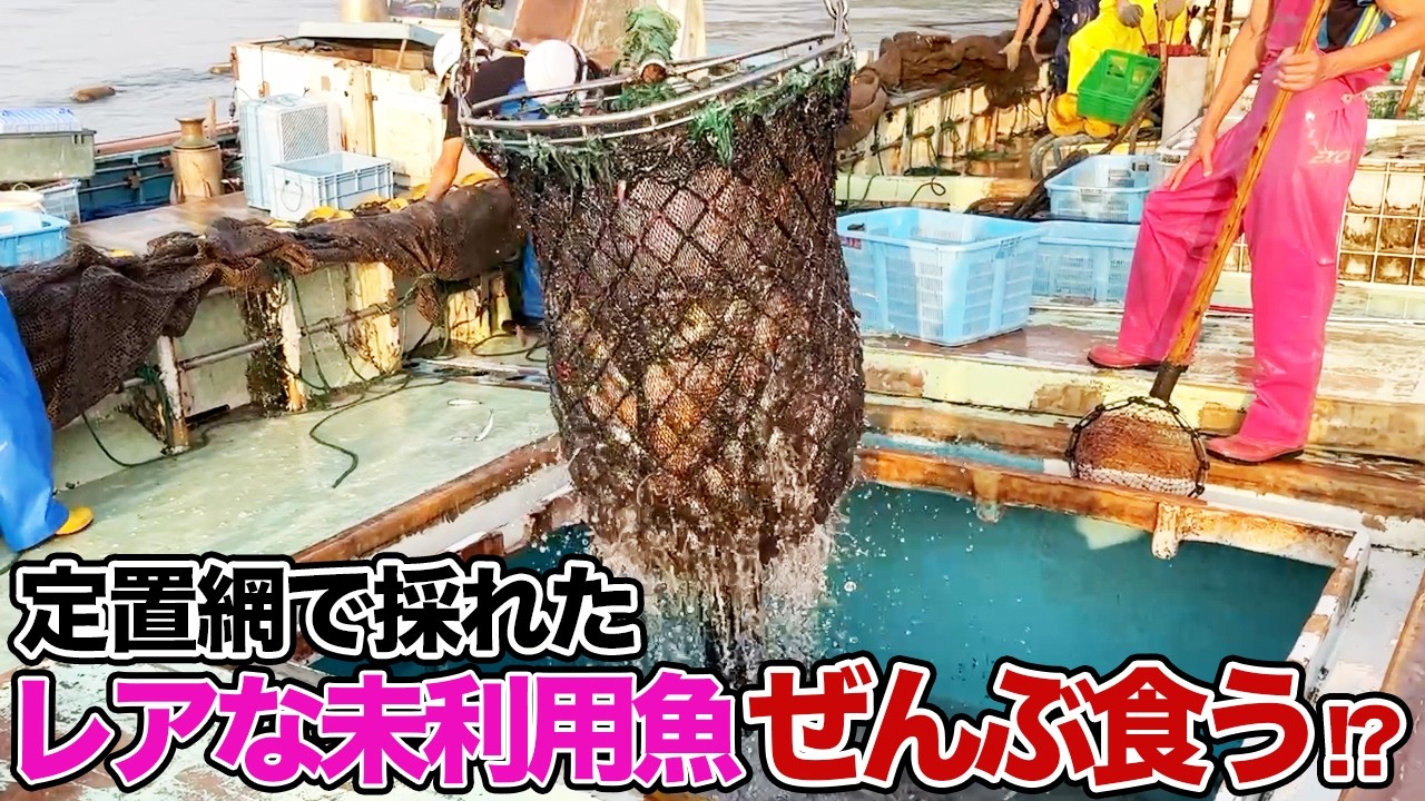 定置網で採れたレアな未利用魚ぜんぶ食う!?