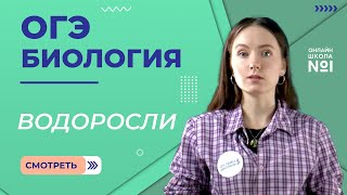 Водоросли – низшие растения. Биология ОГЭ.