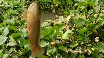 Câu cá rô đồng nái thiên nhiên trên đường kênh lục bình / T238