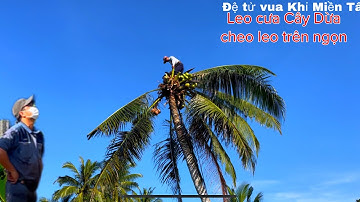 Đệ tử vua Khỉ Miền Tây leo Cưa Cây Dừa trái sai trĩu quả bên dưới có nhiều Mai Kiểng