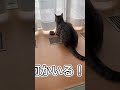 ハリネズミvs猫