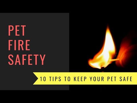 Video: Een Leven Redden! Nationale Pet Fire Safety Day Tips Om Uw Hond Te Beschermen