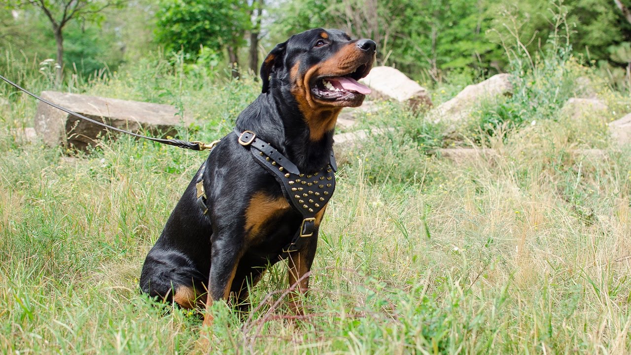 Strong leather dog harness with beautiful spikes for Rottweiler to walk
