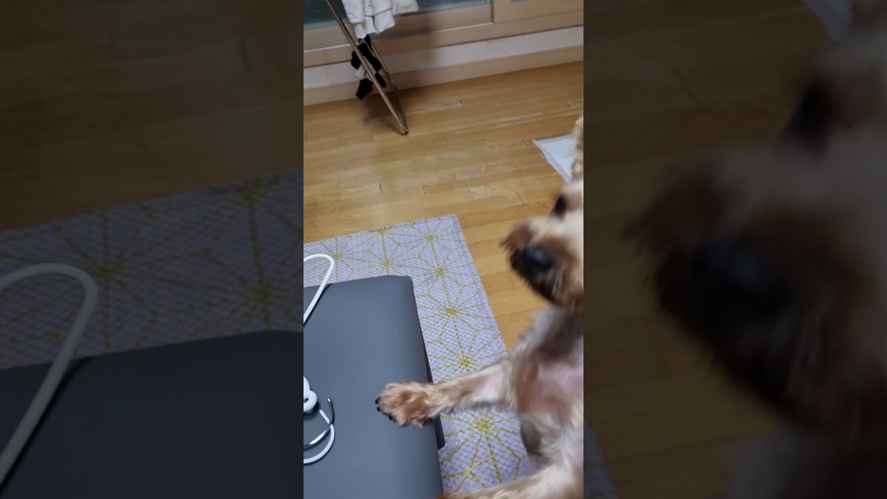 강아지 낑낑대는 소리 dog yelling YouTube