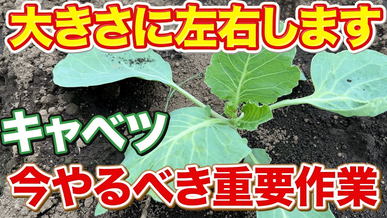 Don't miss the timing] Things you must do when growing cabbage