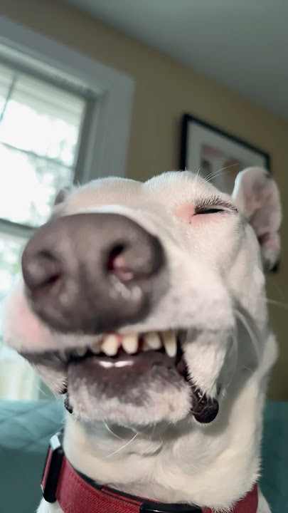 Try this on your dog! #dogs #meme #funny