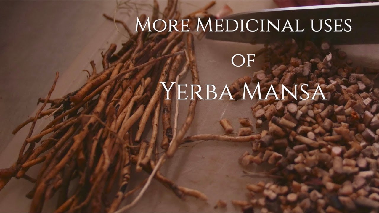 More Medicinal Uses Of Yerba Mansa