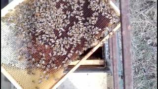 На прицепе или на земле? Где пчёлы лучше себя чувствуют зимой?!!! 15.03.2021