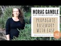 Propagate Rosemary with Ease: Our Permaculture Life, Morag Gamble