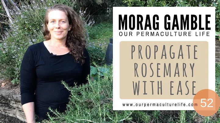 Propagate Rosemary with Ease: Our Permaculture Lif...