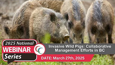 2025 Webinar Series: Invasive Wild Pigs - Collaborative Management Efforts in British Columbia