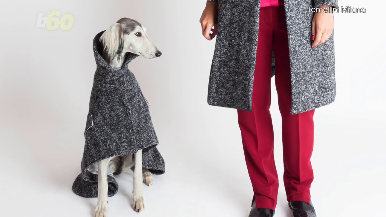 high fashion dog clothes