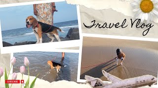 BEAGLE'S Travel Vlog | Beagle goes Pondicherry | Vacation mode by Moon the beagle 65 views 9 months ago 2 minutes, 47 seconds