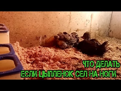 Что делать если цыпленок сел на ноги