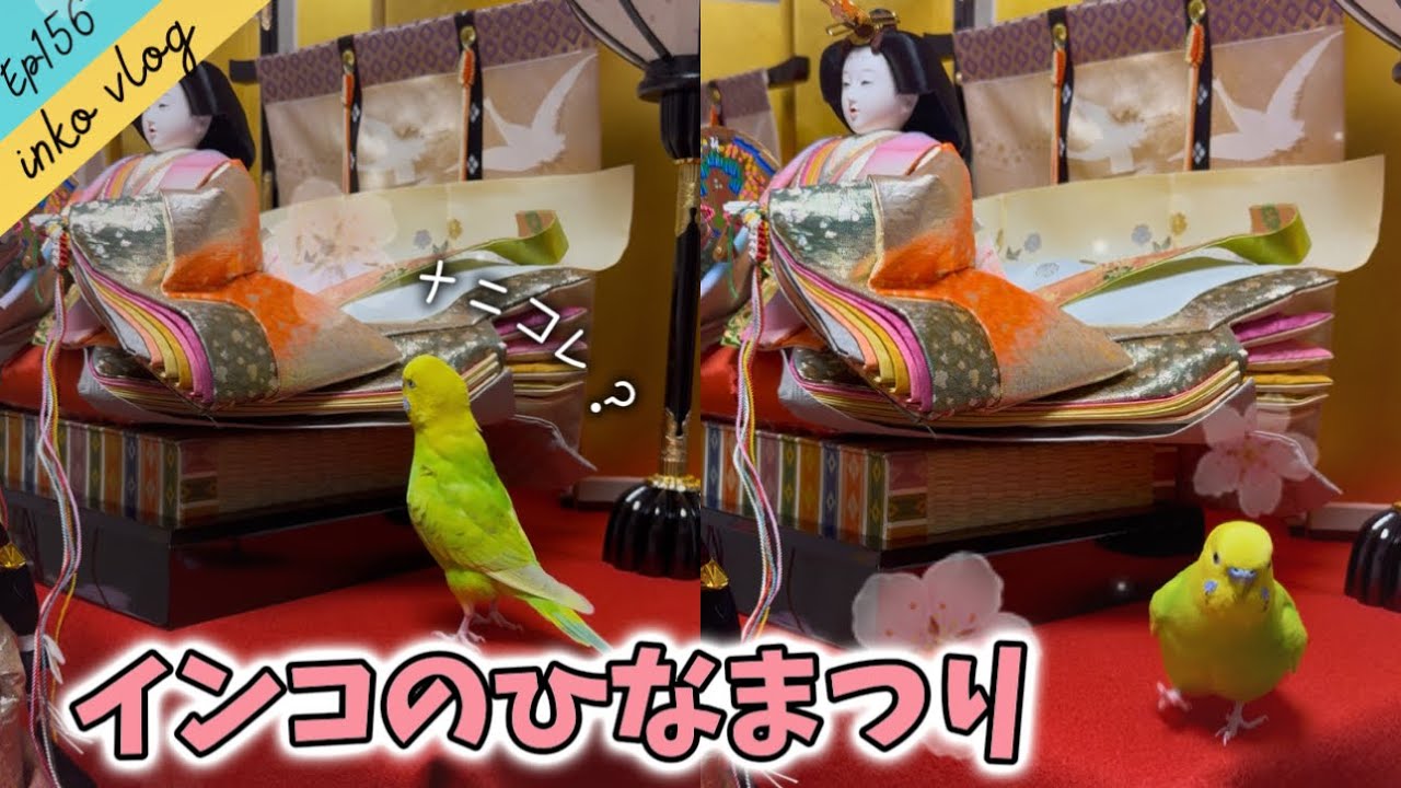 INKO VLOG】注意！！お雛様、インコに狙われてます…｜Ep.156 - YouTube