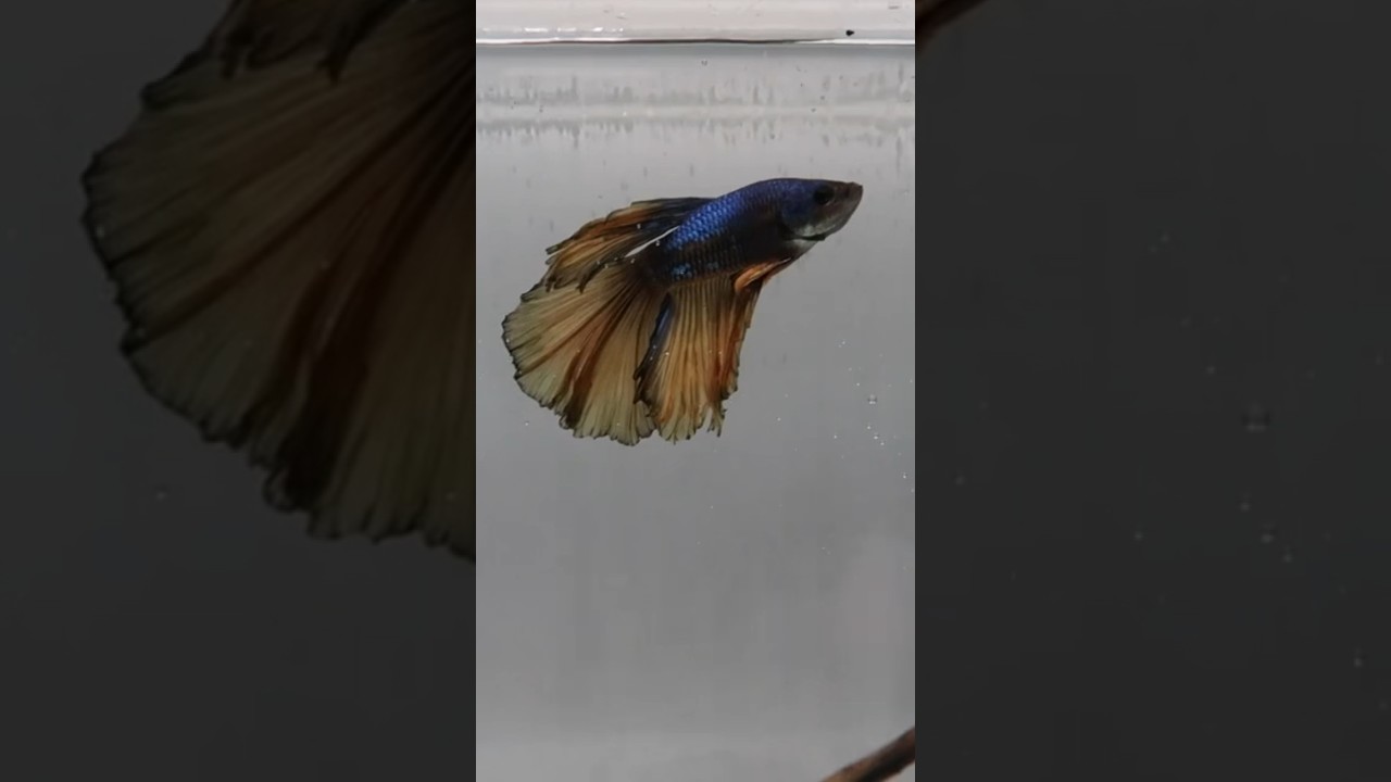 Sapphire, the Mustard Gas Halfmoon Betta Fish 