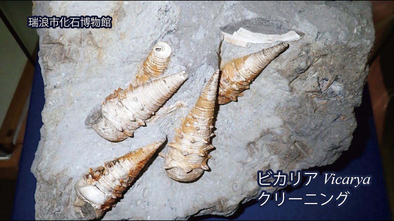 絶滅した巻貝「ビカリア」のクリーニング【岐阜県瑞浪市】 - YouTube