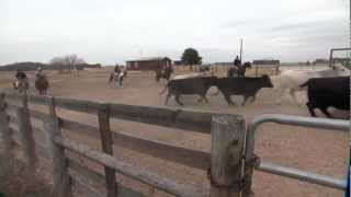 VetsOnCall – Dr. Goodman performs + teaches artificial insemination