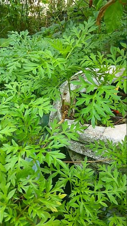 These are the kenikir leaves that are sought after by many lovers of pecel rice culinary delights.