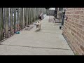 JC video
