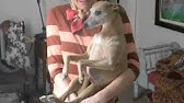 New Whippet PJs - YouTube